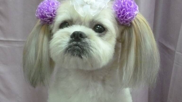 Shih Tzu – o rasă des întâlnită la Salon Canin Tonya din Timișoara