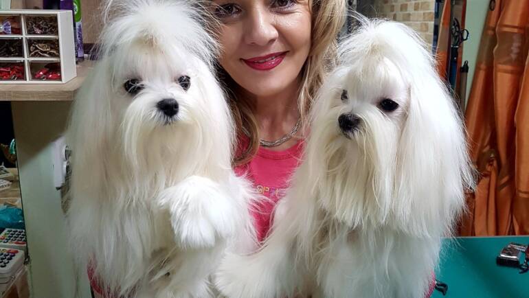 Ingrijire si tuns bichon maltese