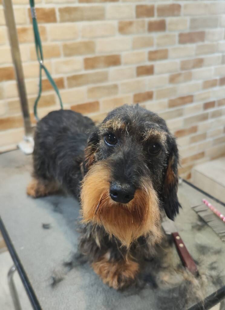 Salon Canin Tonya Timișoara