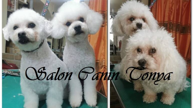 Bichon grooming înainte și după – un exemplu real din Salon Canin Tonya