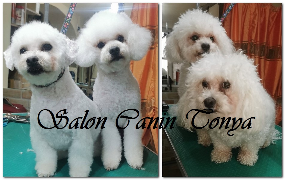 Bichon grooming înainte și după – un exemplu real din Salon Canin Tonya