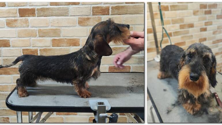 Teckel Sârmos – Înainte și După Stripping și Trimming la Salon Canin Tonya
