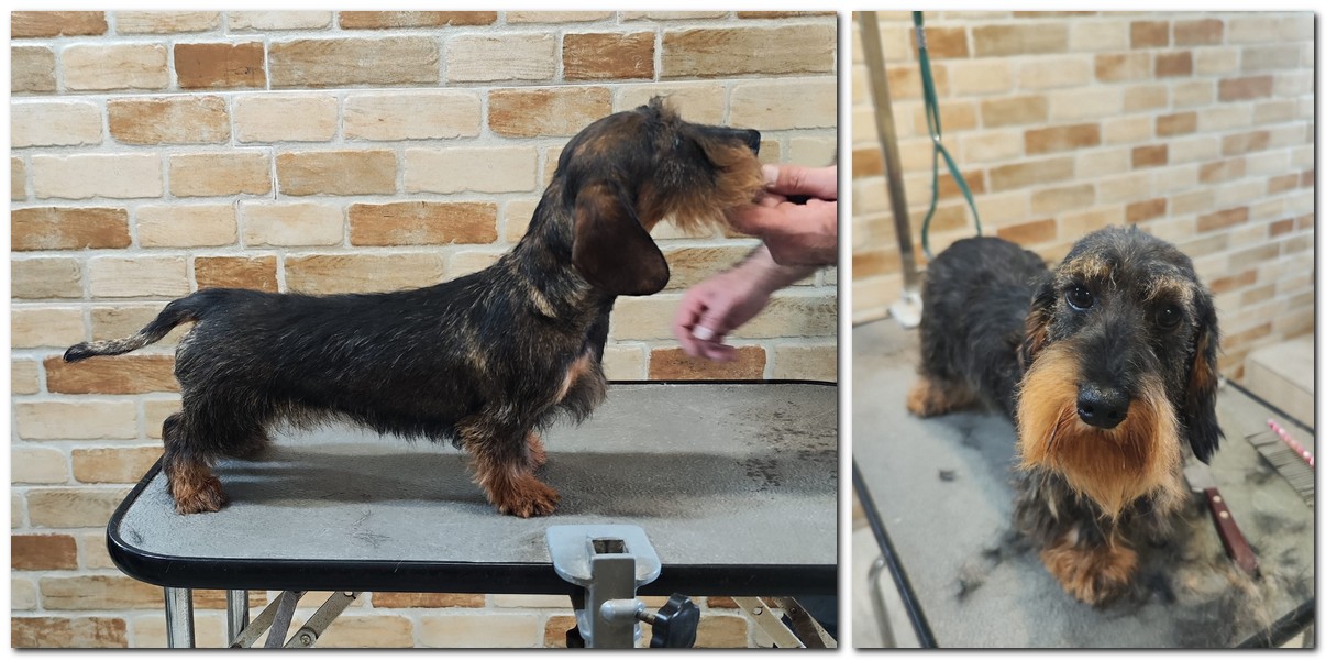 Teckel Sârmos – Înainte și După Stripping și Trimming la Salon Canin Tonya